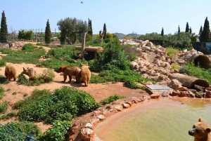 Athene: Attica Zoölogisch Park & Athene Nationale Tuin Trip