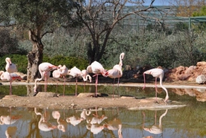 Athene: Attica Zoölogisch Park & Athene Nationale Tuin Trip