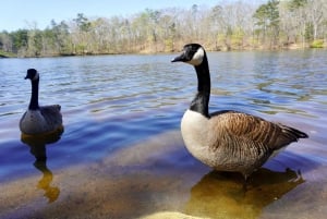 Atlanta: Stone Mountain Park Tour