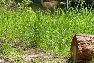 Atlanta: Stone Mountain Park Tour