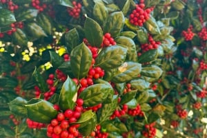 Atlanta: Stone Mountain Park Tour