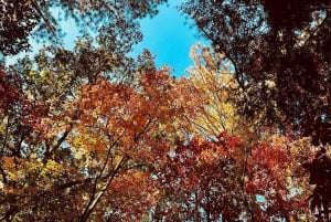 Atlanta: Stone Mountain Park Tour