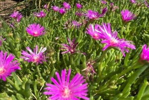 Atlanta: Stone Mountain Park Tour