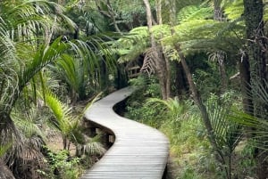 5 uur durende stadsexcursie met gids: ontdek de schatten van Auckland
