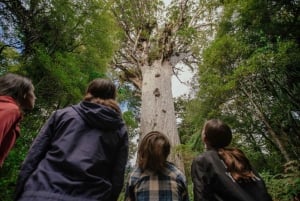 Auckland : visite en petit groupe de deux jours dans la baie des Îles avec croisière