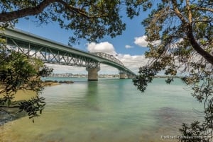 Auckland: traslado privado desde/hacia el aeropuerto de Auckland (AKL) y el centro de Auckland