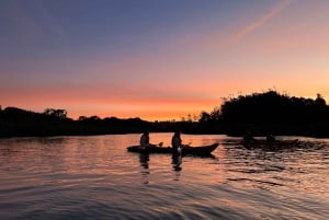 Auckland: tour in kayak con guida alla scoperta della bioluminescenza