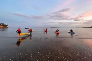 Auckland: tour in kayak con guida alla scoperta della bioluminescenza