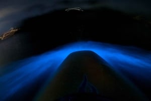 Auckland: tour in kayak con guida alla scoperta della bioluminescenza
