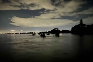 Auckland: tour in kayak con guida alla scoperta della bioluminescenza