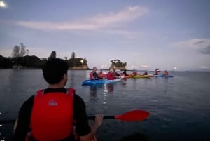 Auckland: tour in kayak con guida alla scoperta della bioluminescenza