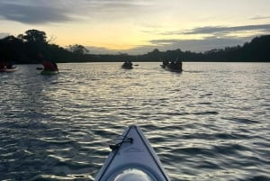 Auckland: tour in kayak con guida alla scoperta della bioluminescenza