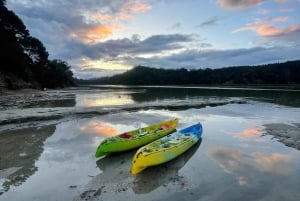 Auckland: tour in kayak con guida alla scoperta della bioluminescenza