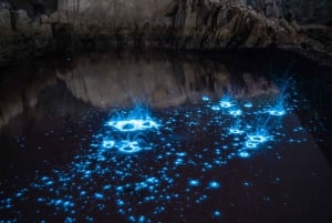 Auckland: Bioluminescence Kayak Tour