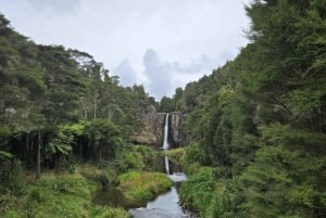 Auckland: tour de observación de aves, senderismo y cascadas