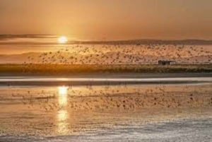 Auckland: tour de observación de aves, senderismo y cascadas