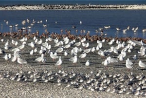 Auckland : excursion observation des oiseaux, randonnée et cascades