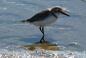 Auckland : excursion observation des oiseaux, randonnée et cascades
