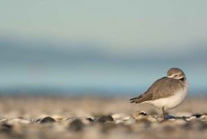 Auckland : excursion observation des oiseaux, randonnée et cascades
