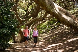 Auckland City and West Coast Luxury Tour