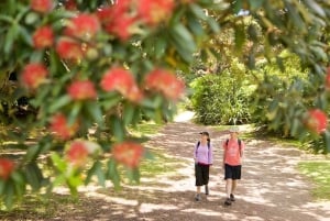 Auckland City and West Coast Luxury Tour