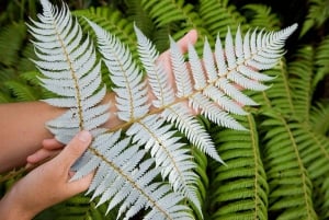 Auckland City and West Coast Luxury Tour