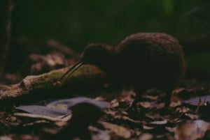 Excursion d'une demi-journée à Auckland et rencontre avec les kiwis indigènes