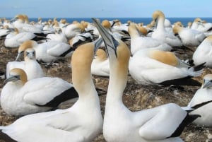 Auckland: Coast to Coast Private Eco Tour