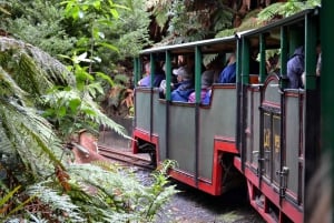 Auckland: Coromandel Beach, Caves & Forest Private Tour