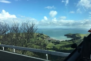 Auckland : Visite privée de la plage, des grottes et de la forêt de Coromandel