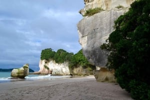 Auckland : Visite privée de la plage, des grottes et de la forêt de Coromandel
