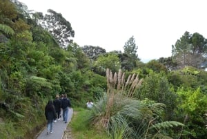 Auckland : Visite privée de la plage, des grottes et de la forêt de Coromandel