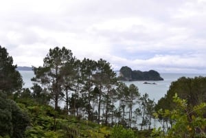 Auckland : Visite privée de la plage, des grottes et de la forêt de Coromandel