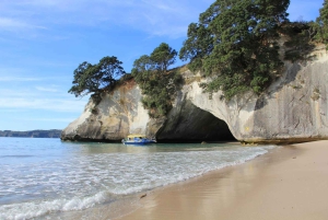 Auckland : Visite privée de la plage, des grottes et de la forêt de Coromandel