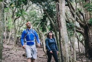 Auckland: Færge og bustransport til Coromandel-halvøen