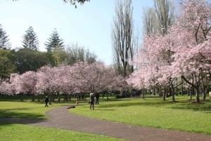 Auckland : visite d'une jounée de la ville