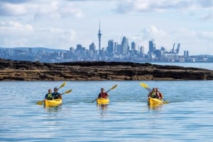Auckland : Visite d'une demi-journée en kayak de mer sur l'île de Motukorea