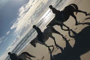 Auckland: Horse Riding and Wine Tasting Tour