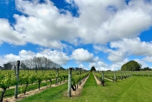 Auckland: Kumeu Wine Tasting Tour and Black Sand Beach