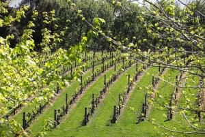 Auckland: Kumeu Wine Tasting Tour and Black Sand Beach