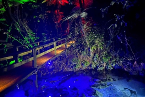 Auckland: Jantar noturno maori e experiência de espetáculo privado