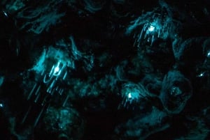 Excursão aos vaga-lumes da costa norte de Auckland