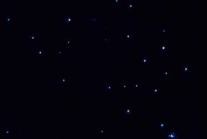 Excursão aos vaga-lumes da costa norte de Auckland