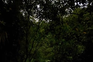 Excursão aos vaga-lumes da costa norte de Auckland