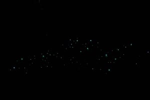 Auckland North Shore Glowworm Tour