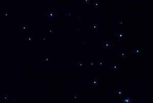 Auckland North Shore Glowworm Tour