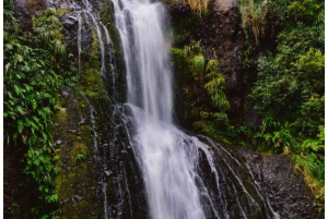 Auckland: tour privado a la playa de Piha, la selva tropical y el monte Eden