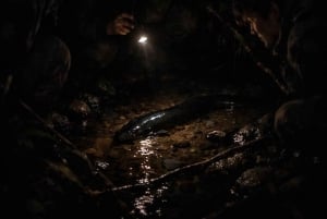 Auckland: Omvisning til fots for å oppdage flaggermus i Piha