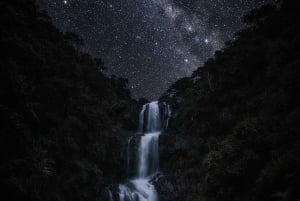 Auckland: Omvisning til fots for å oppdage flaggermus i Piha