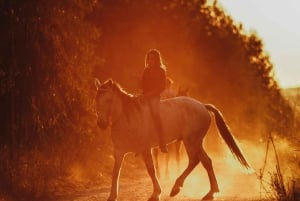 Auckland: Privat ridetur + frokost + vin + afhentning